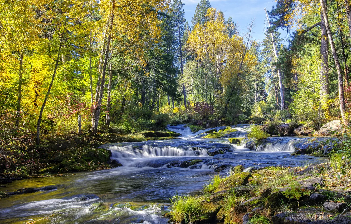 Photo wallpaper forest, the sky, grass, clouds, trees, landscape, nature, river