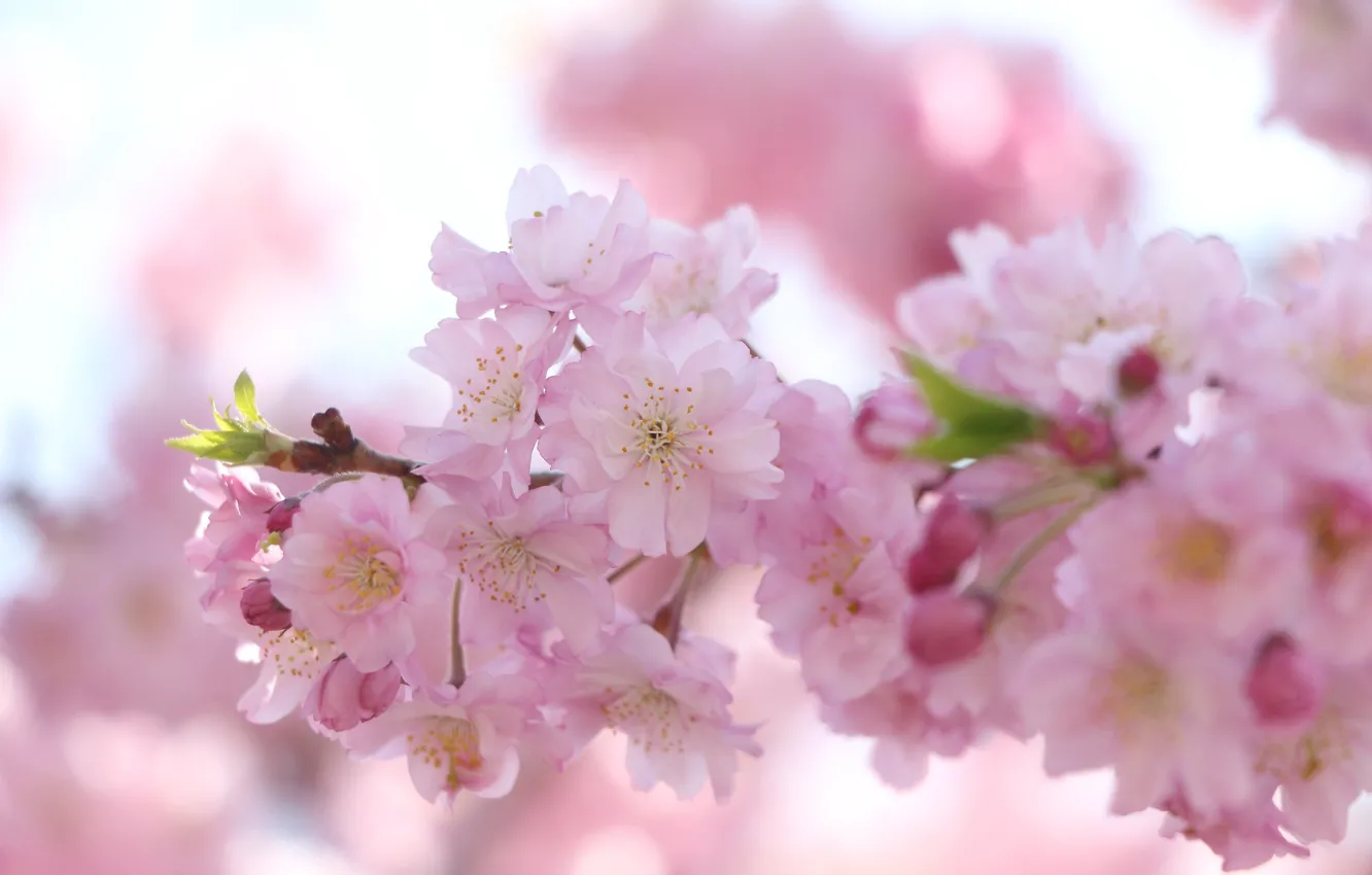 Photo wallpaper flowers, branches, background, spring, Sakura, beautiful, pink, flowering