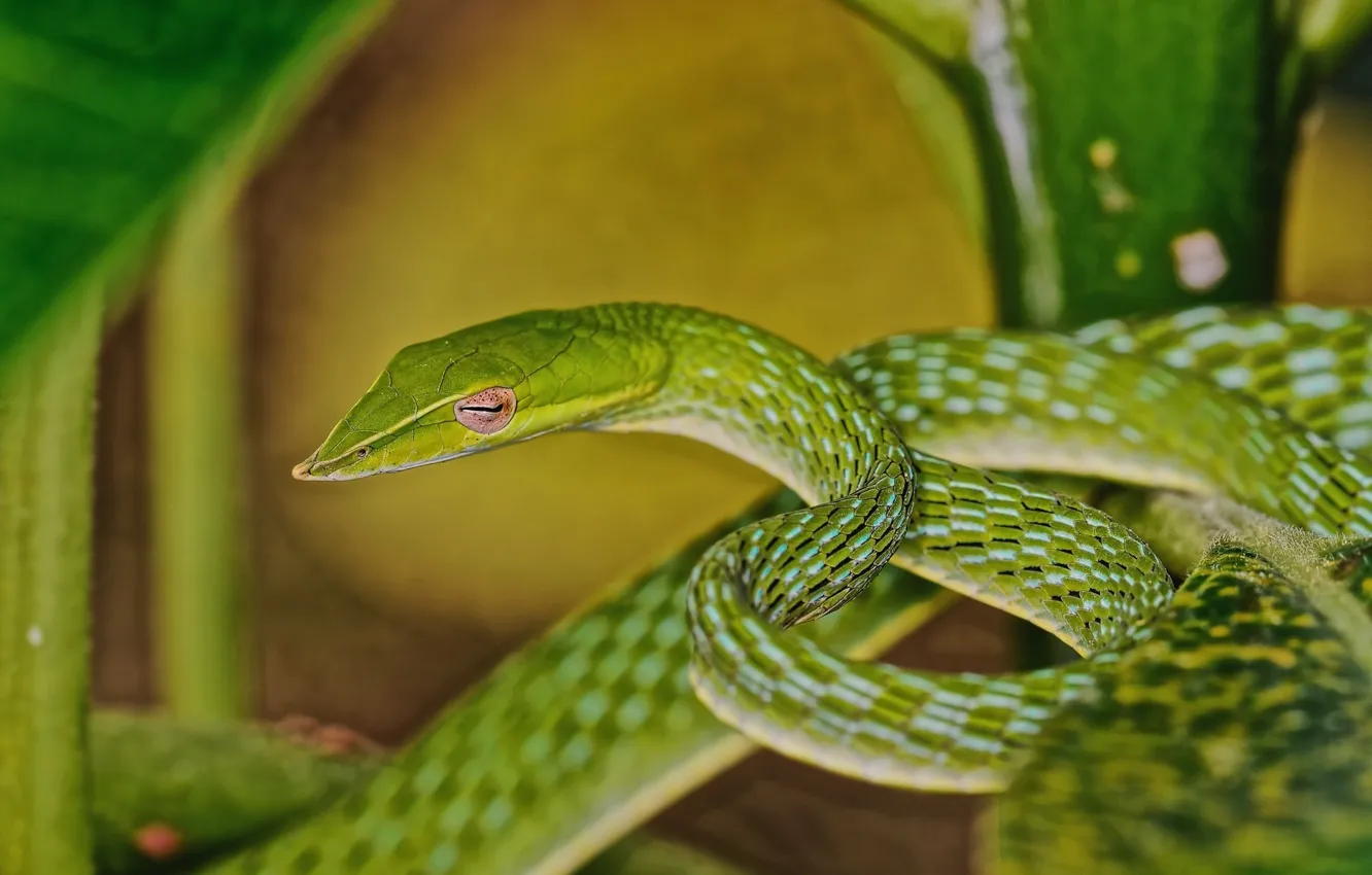 Photo wallpaper snake, ring, green