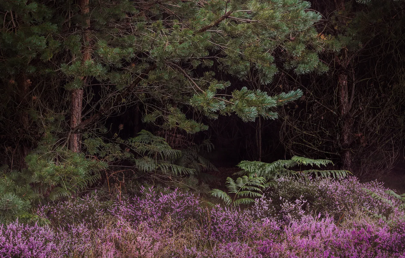 Photo wallpaper autumn, forest, nature