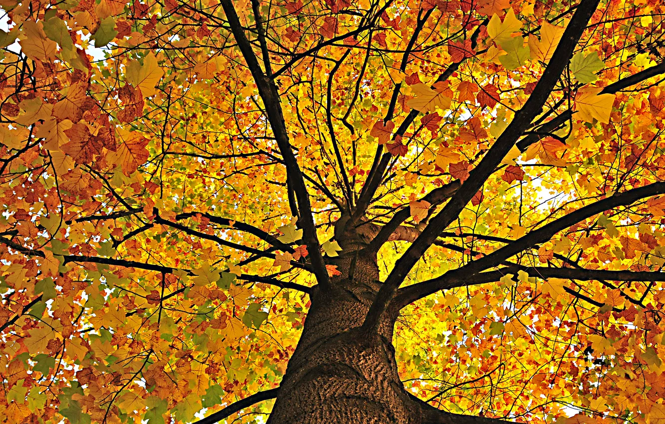 Photo wallpaper autumn, nature, tree, foliage