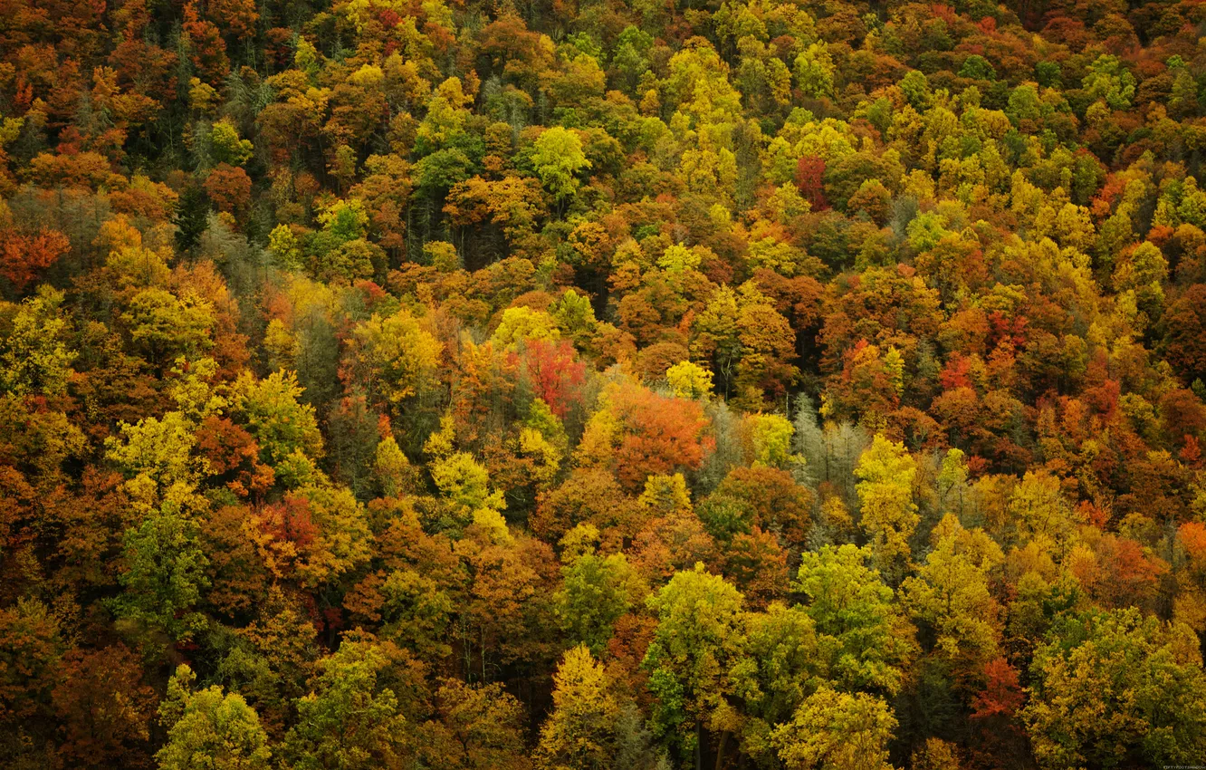 Photo wallpaper autumn, leaves, trees, nature, forest, autumn Wallpaper