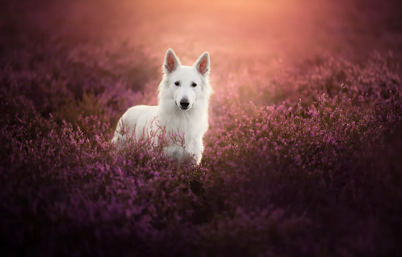 Photo wallpaper dog, Heather, The white Swiss shepherd dog