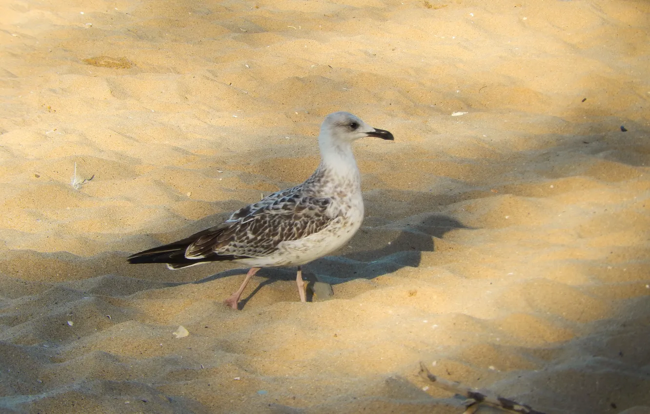 Photo wallpaper sand, widescreen, Wallpaper, seagulls, wallpaper, widescreen, background, the Wallpapers