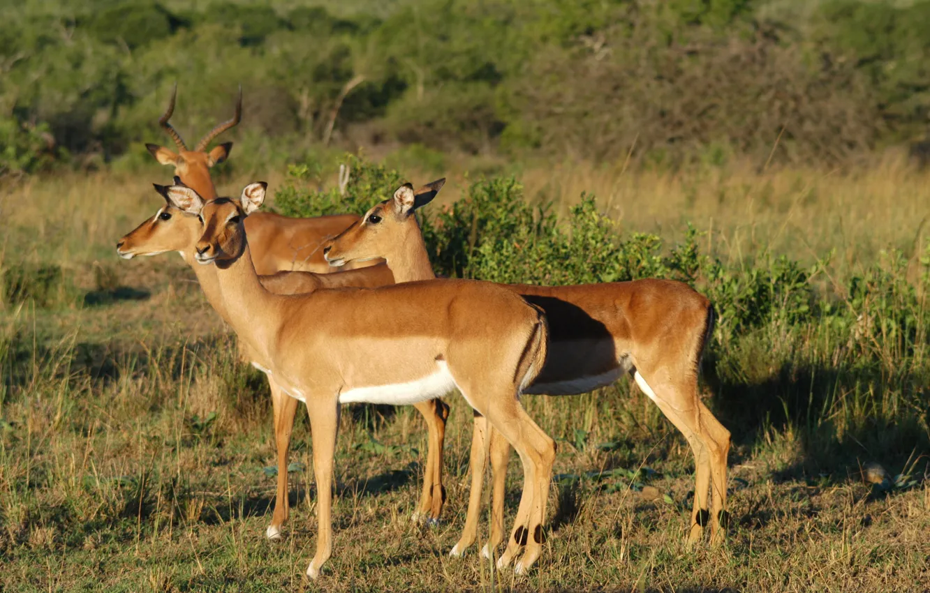 Photo wallpaper group, South Africa, Impala, Hluhluwe-imfolozi game reserve