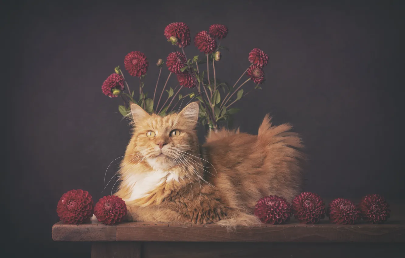 Photo wallpaper cat, cat, flowers