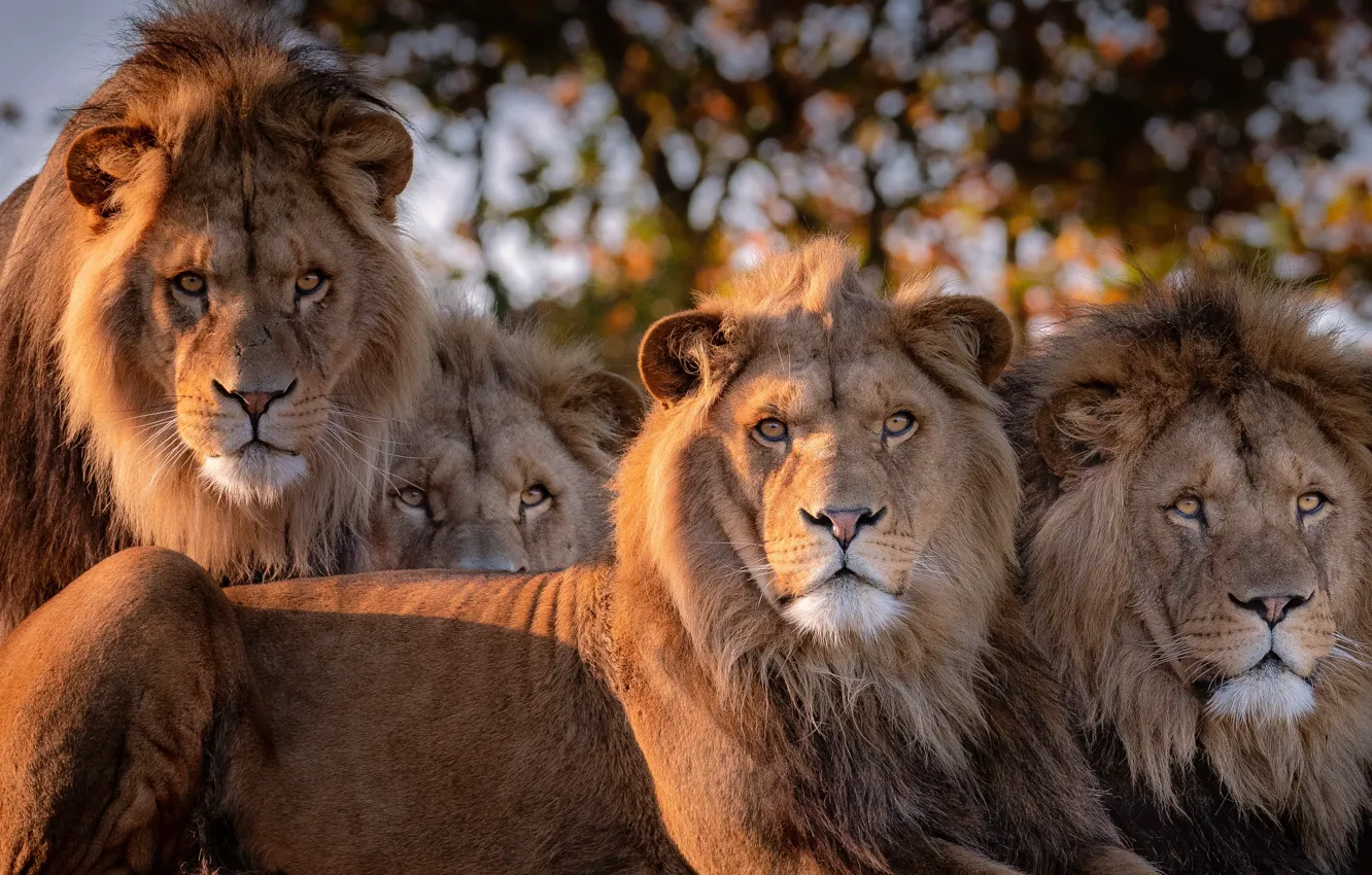 Photo wallpaper nature, Leo, beast