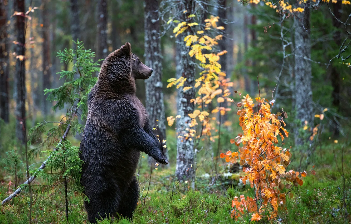 Photo wallpaper autumn, forest, bear, stand, the Bruins