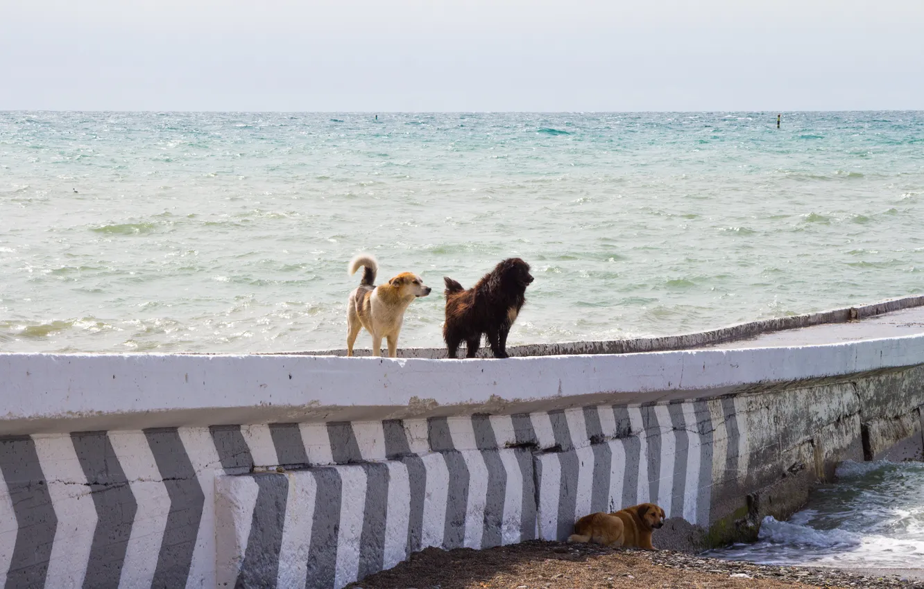 Photo wallpaper sea, beach, animal, dog, Russia, looks, the breakwater, Stan