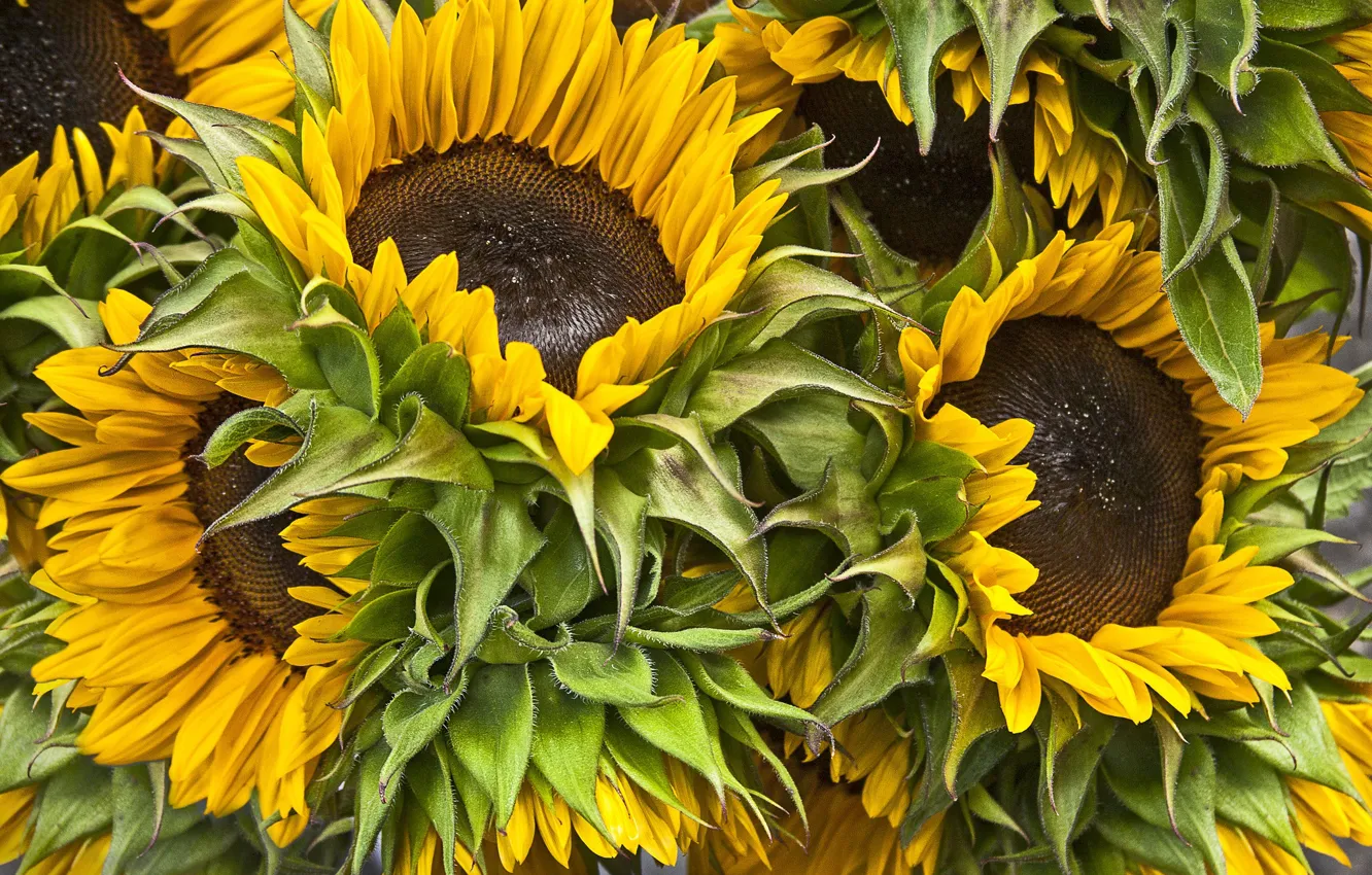 Photo wallpaper sunflowers, flowers, bouquet
