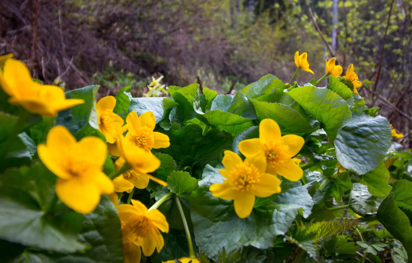 Photo wallpaper flowers, nature, lake, Altay, more