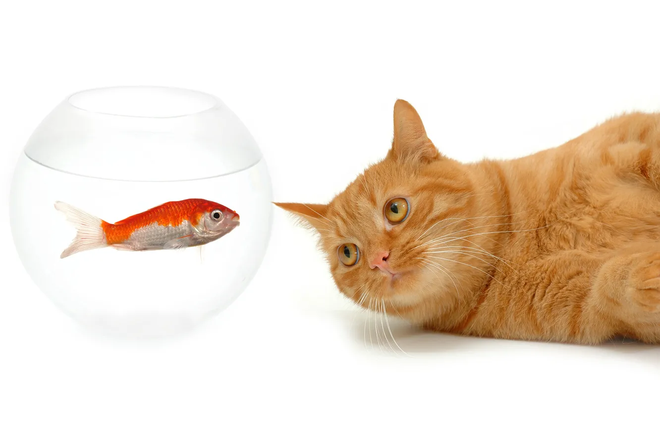 Photo wallpaper cat, mustache, look, aquarium, fish, red, muzzle, white background
