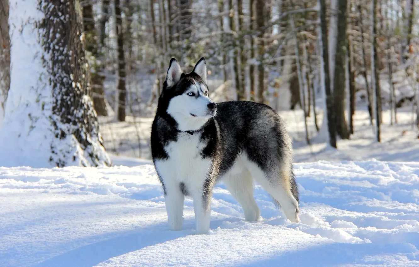 Photo wallpaper winter, forest, snow, dog, husky, Laika