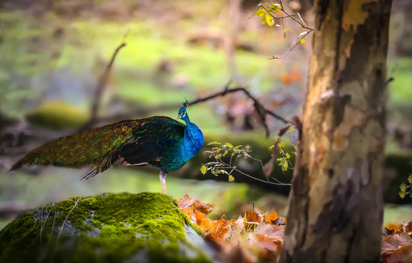Photo wallpaper autumn, leaves, trees, nature, stones, bird, moss, peacock