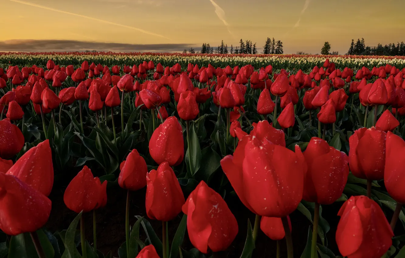 Photo wallpaper field, the sky, drops, sunset, flowers, red, spring, dal