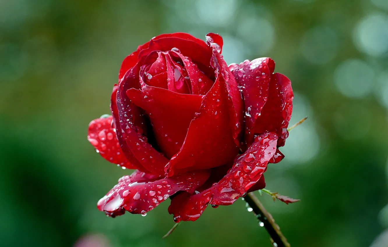 Photo wallpaper flower, rose, droplets of water