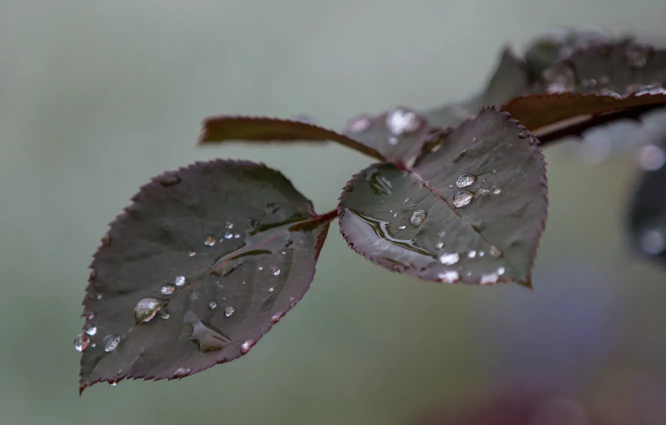 Photo wallpaper leaves, water, drops, macro, branch