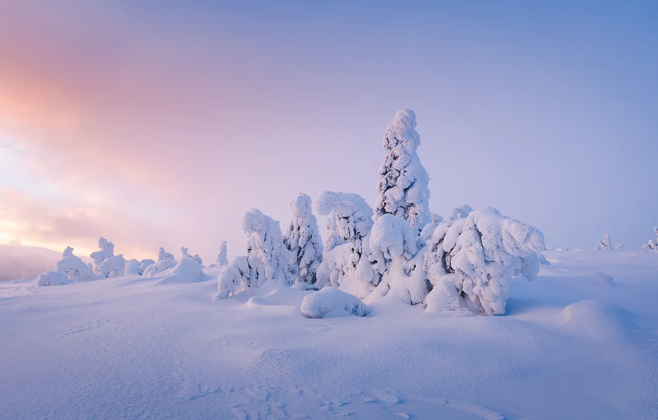 Photo wallpaper winter, field, forest, the sky, light, snow, trees, nature