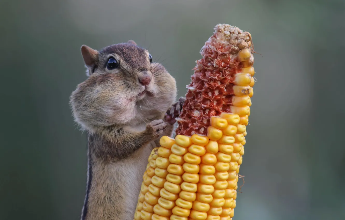 Photo wallpaper animal, corn, Canada, Ontario, Chipmunk, Canada, animal, Ontario