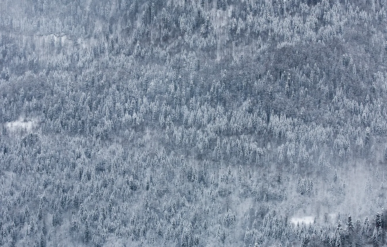 Photo wallpaper winter, forest, snow, landscape, nature, Wallpaper, mountain, edge