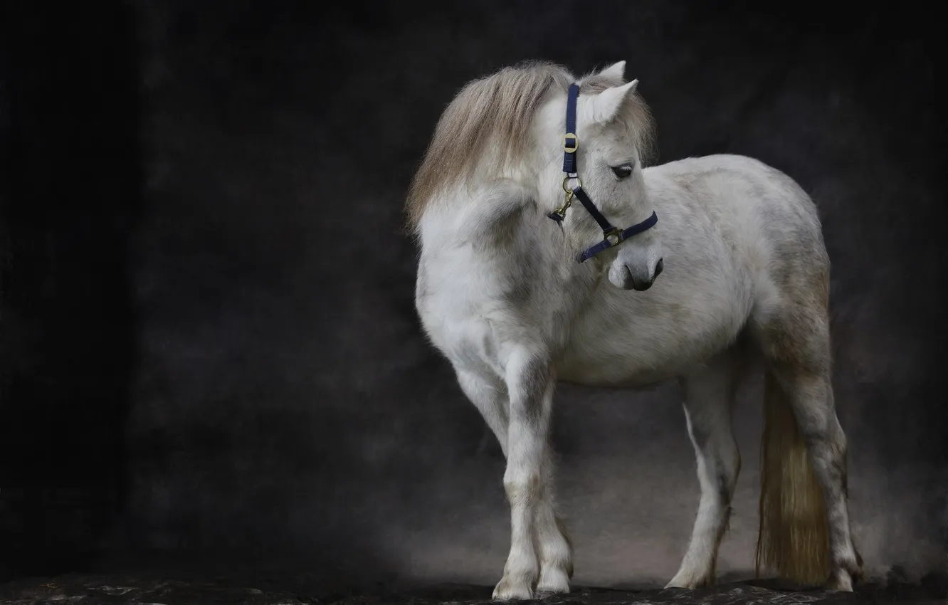 Photo wallpaper background, pony, horse, Shetland pony