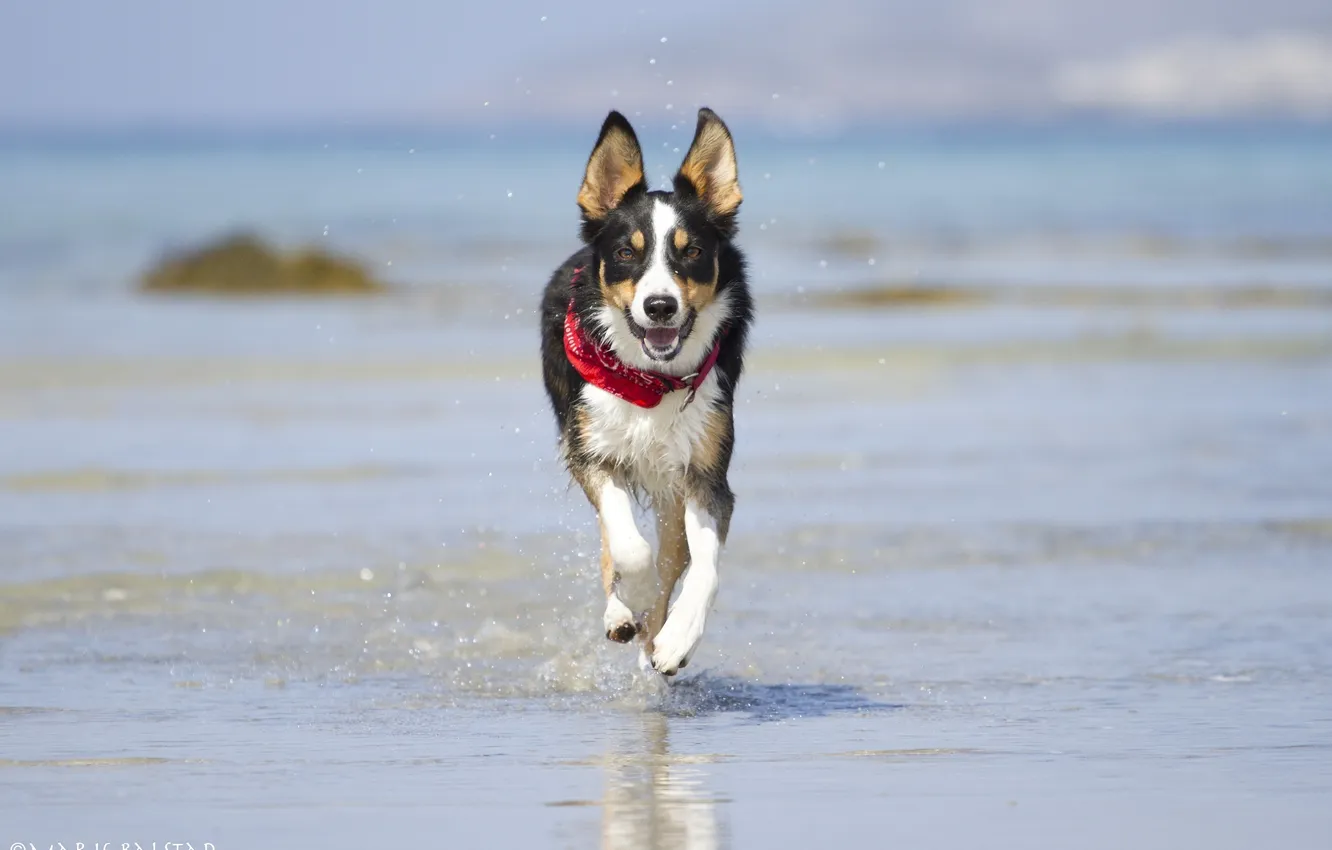 Photo wallpaper face, water, joy, squirt, shore, the game, dog, running