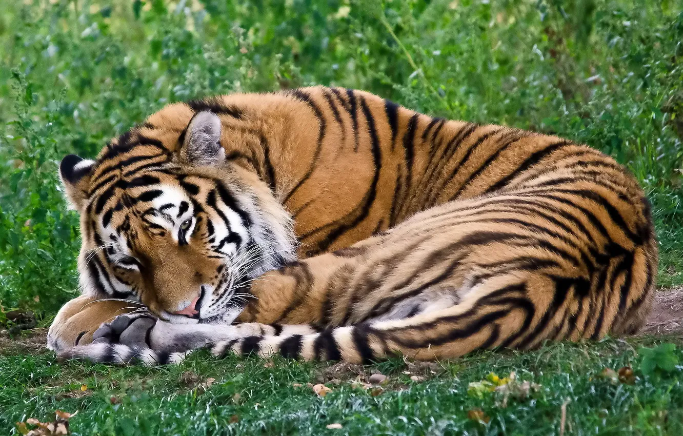 Photo wallpaper tiger, sleeping, lies, curled up
