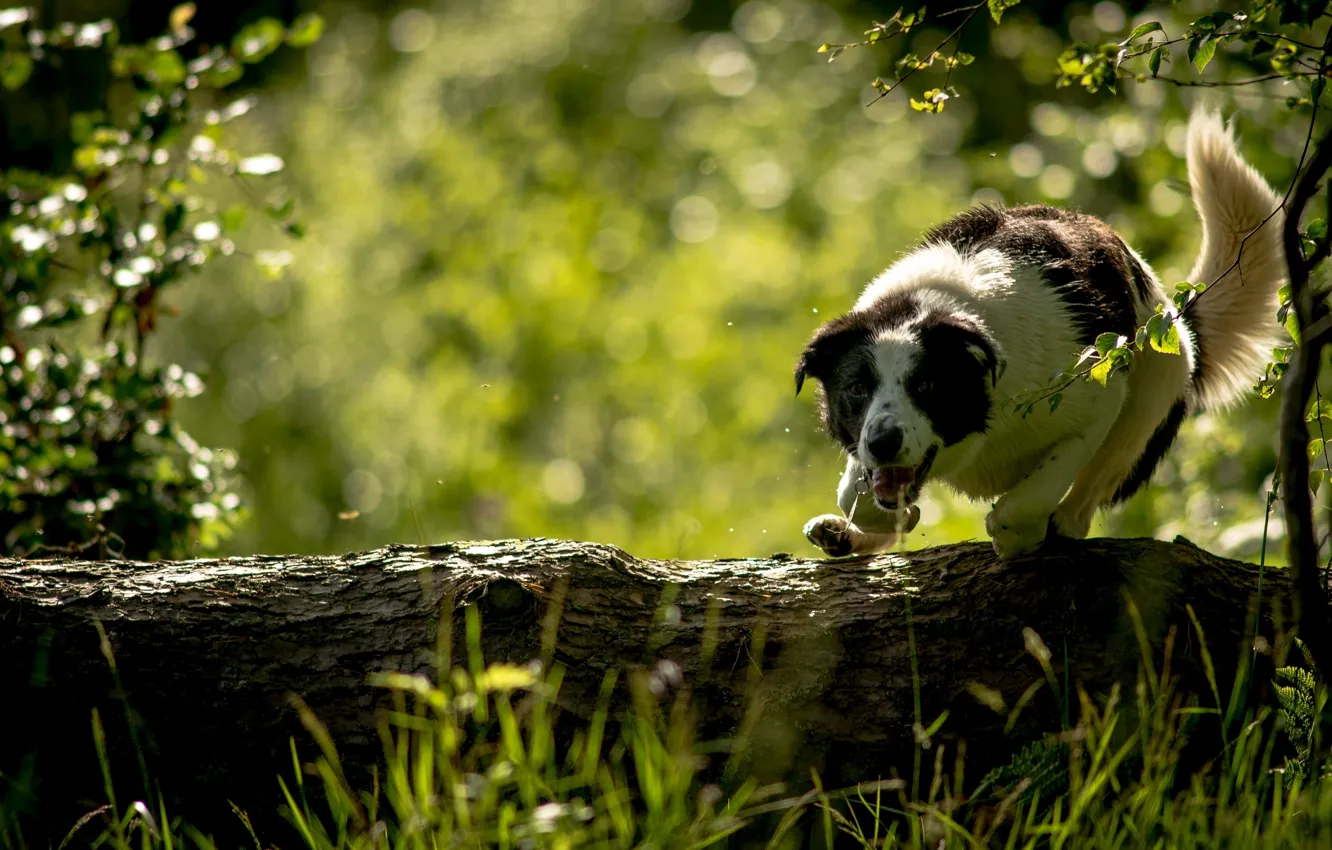 Photo wallpaper dog, log, The border collie