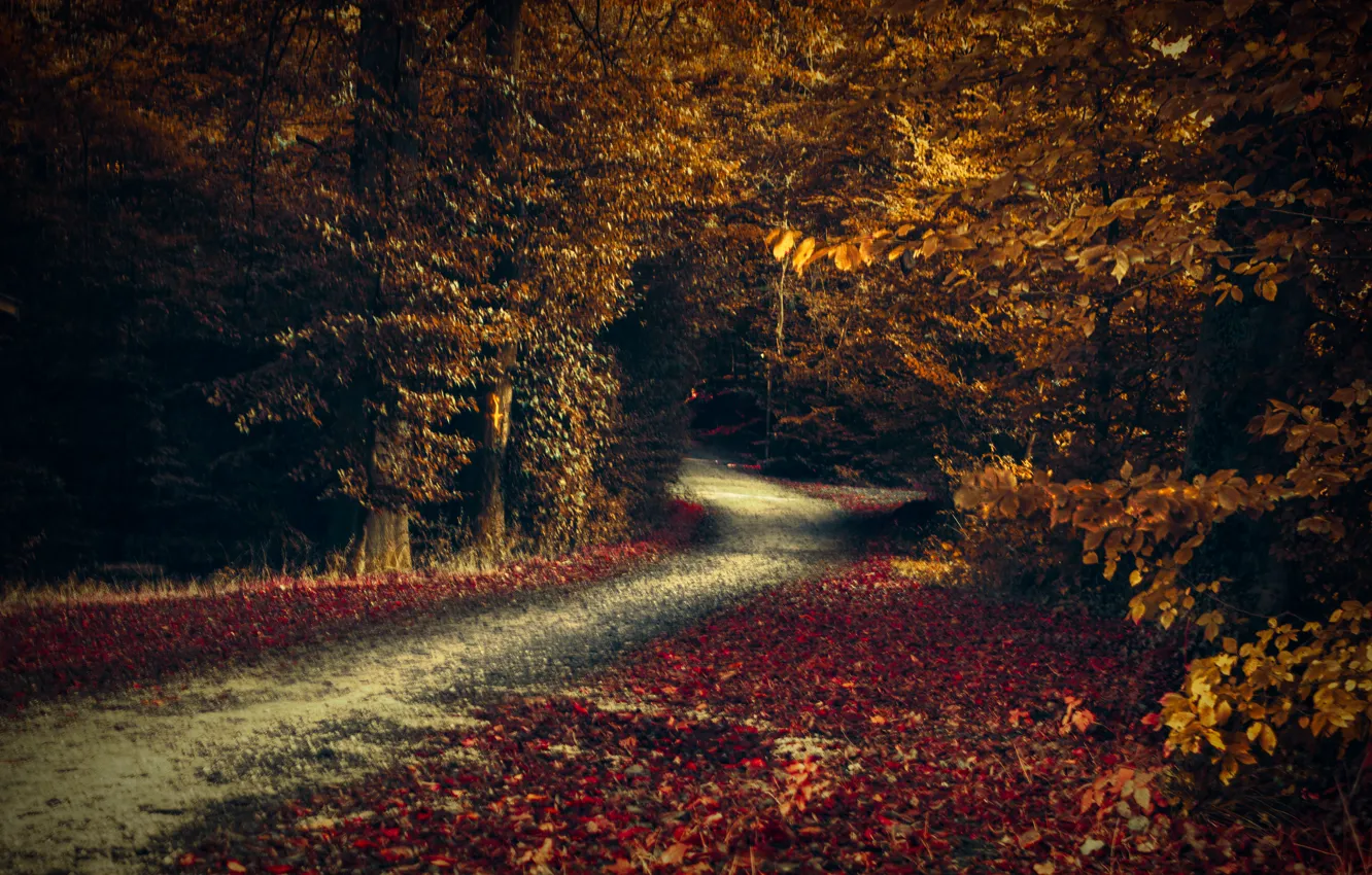 Photo wallpaper road, autumn, forest