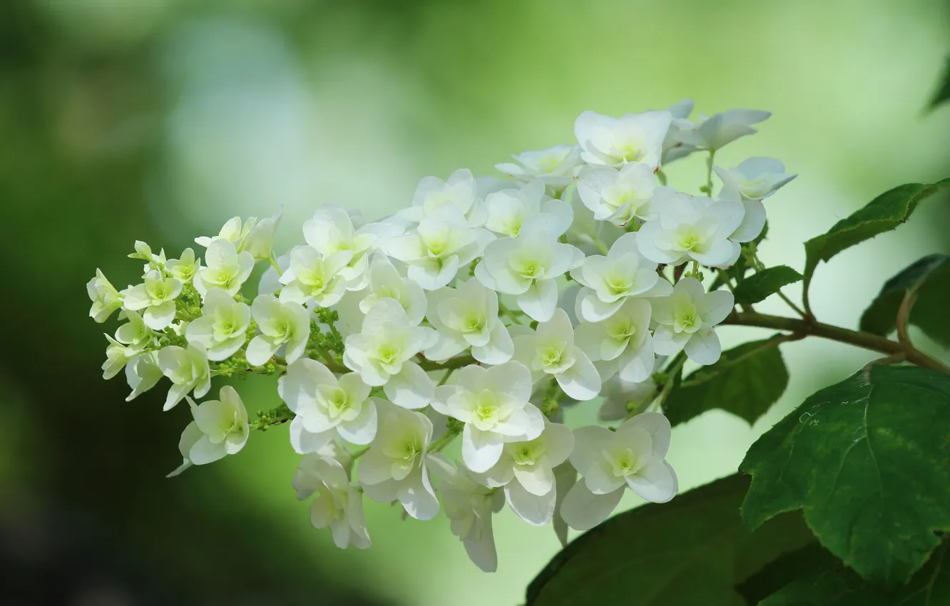 Photo wallpaper macro, hydrangea, inflorescence