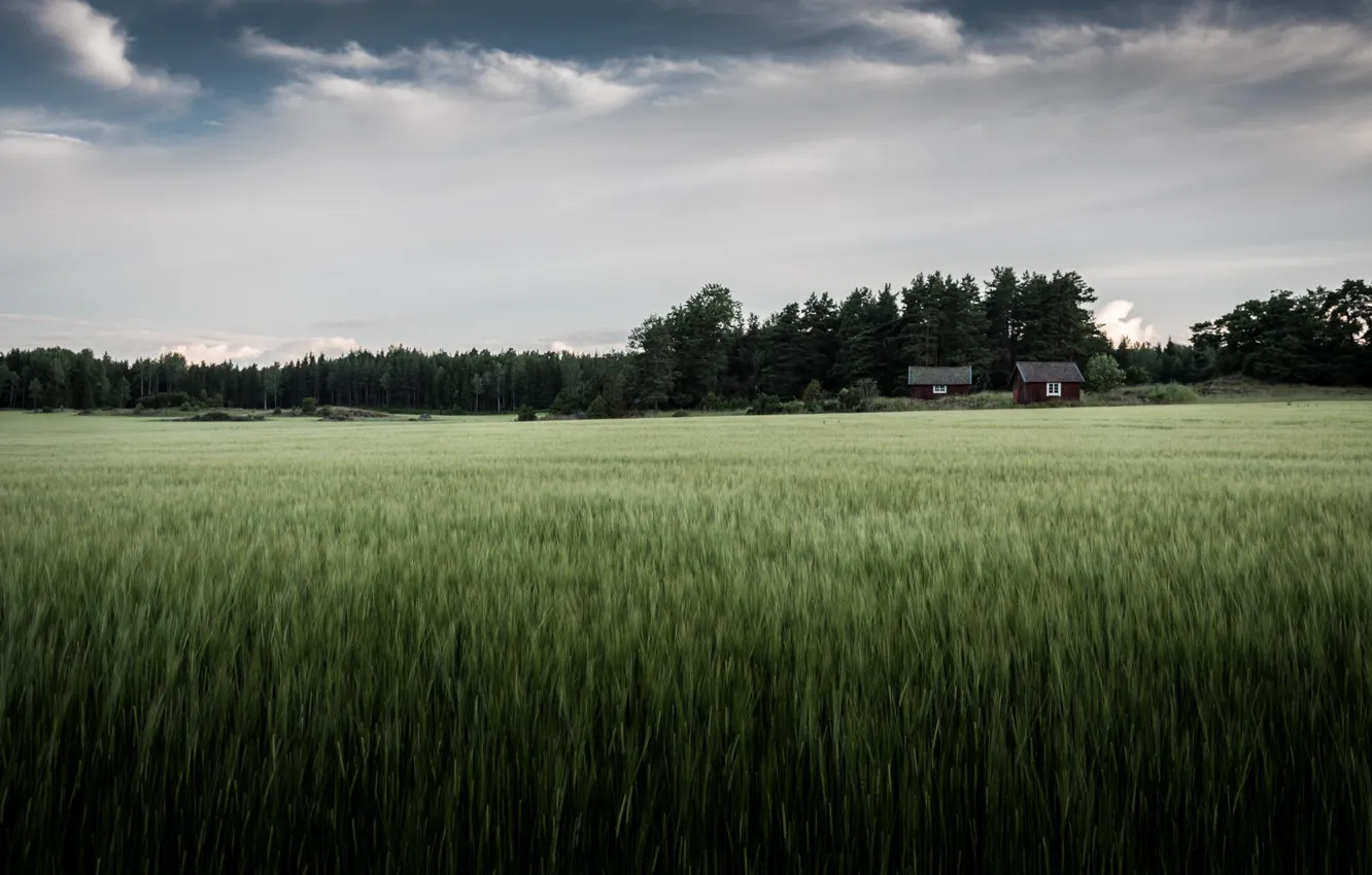 Photo wallpaper field, house, ears, Iceland