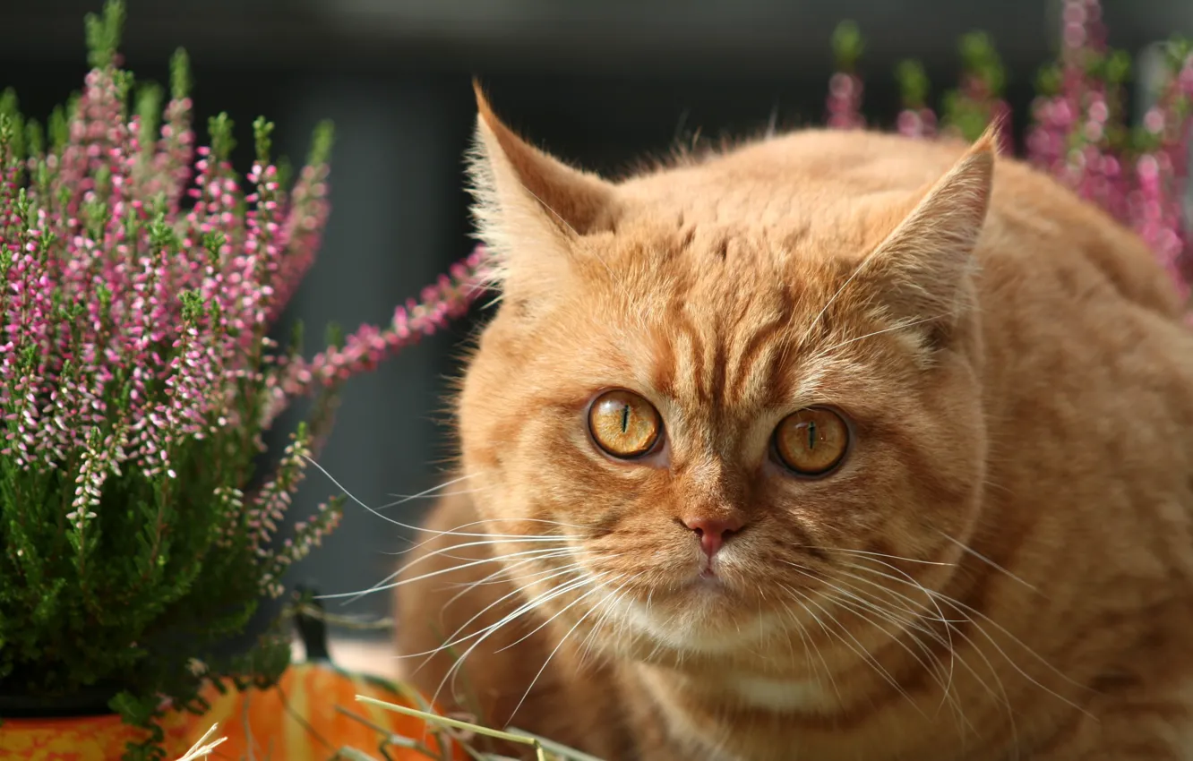 Photo wallpaper cat, cat, face, flowers, portrait, garden, lies, red