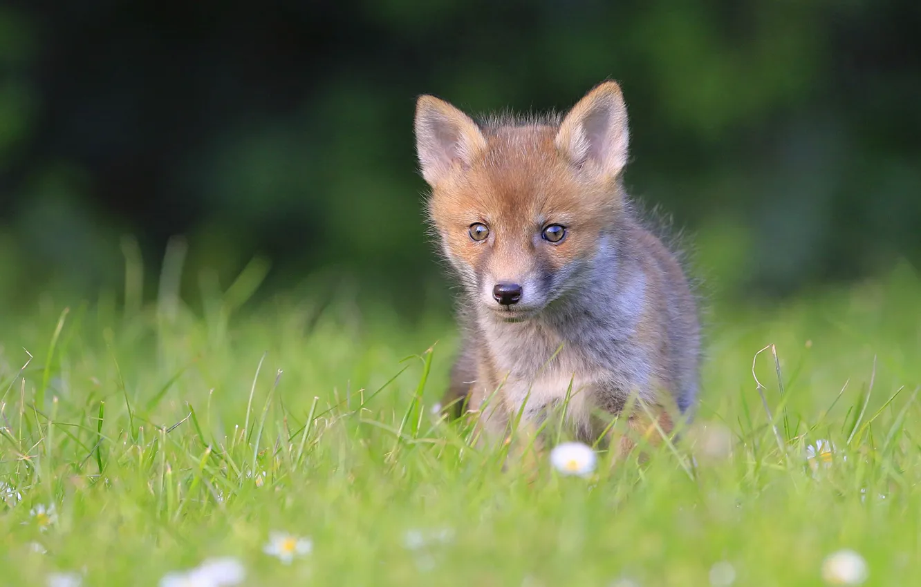 Photo wallpaper glade, baby, Fox, weed, flowers, lawn, Fox
