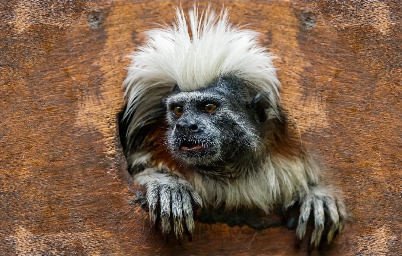 Photo wallpaper look, animal, monkey, oops, look