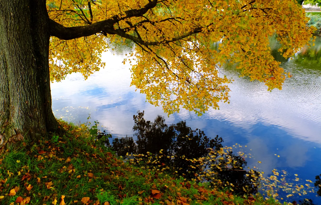 Photo wallpaper green, river, nature, yellow, autumn