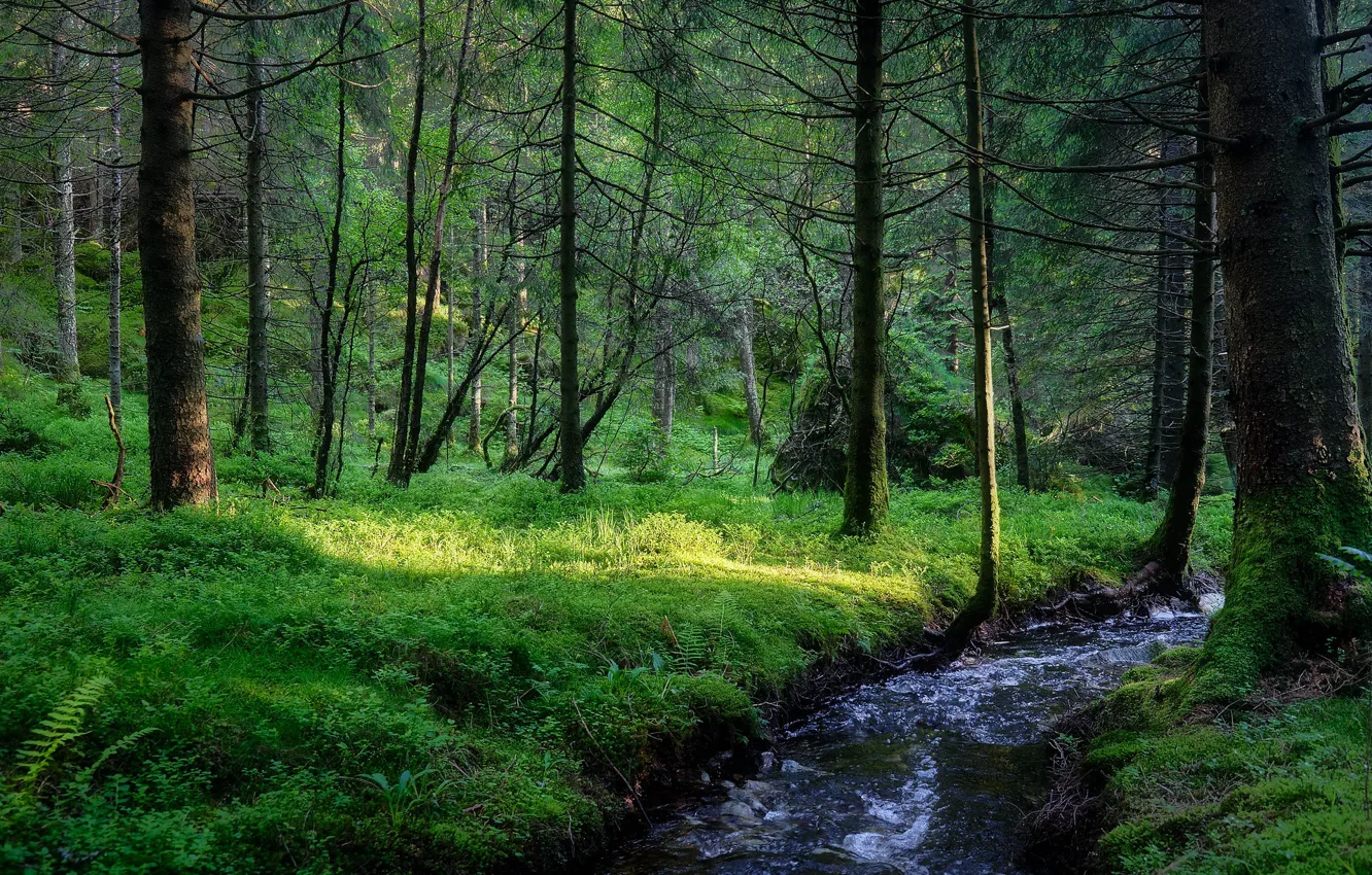 Photo wallpaper forest, trees, Norway, river