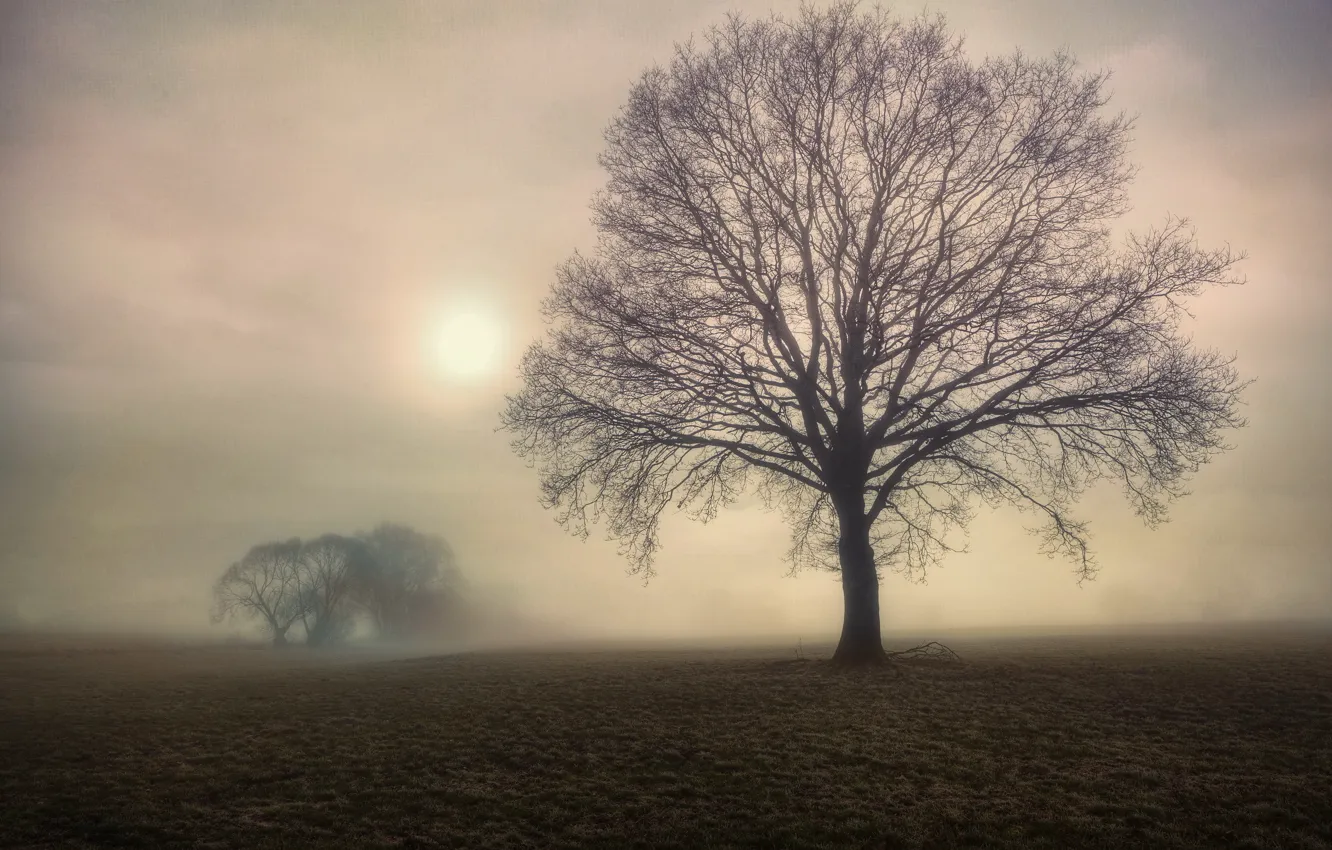 Photo wallpaper field, trees, fog, morning
