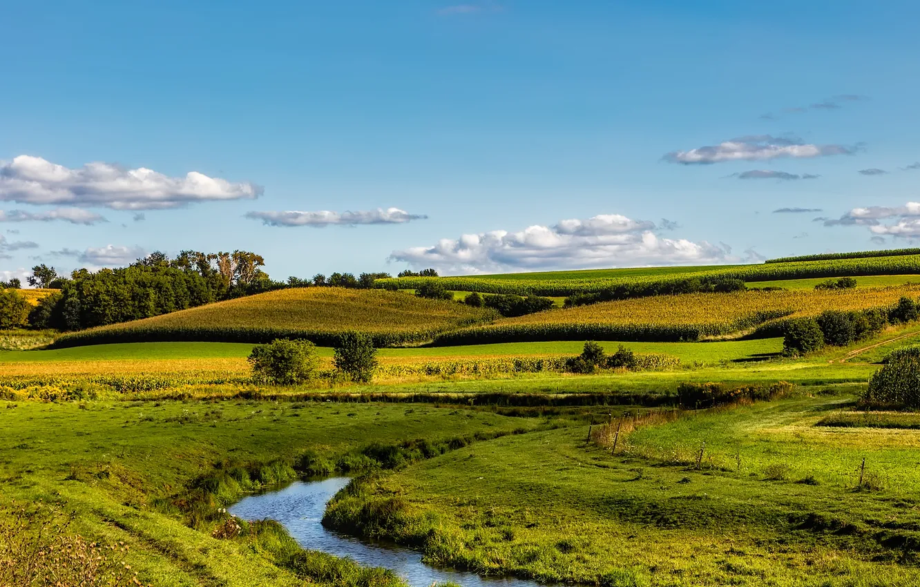 Photo wallpaper field, forest, the sky, grass, clouds, trees, landscape, nature