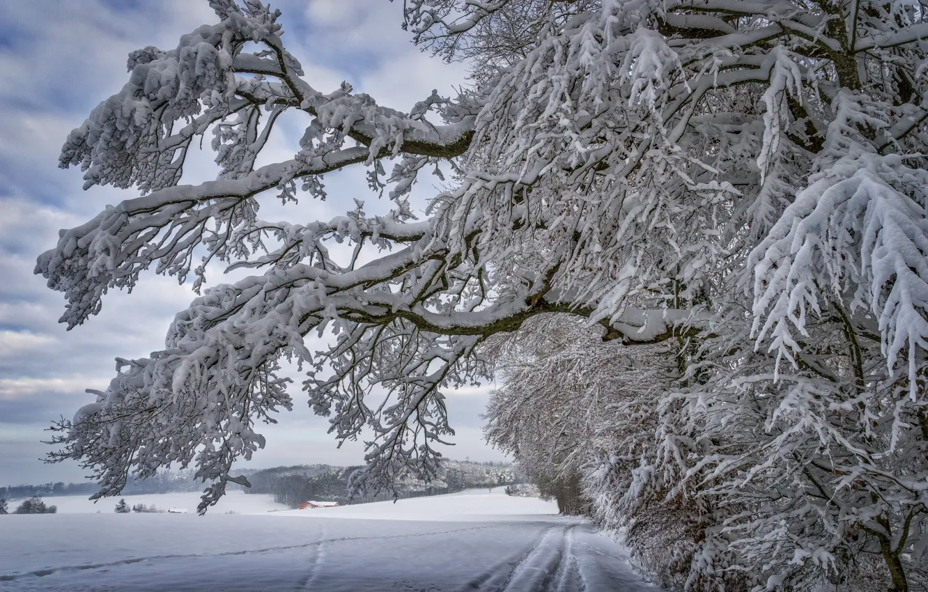 Photo wallpaper winter, snow, trees, landscape, branches, traces, nature, path