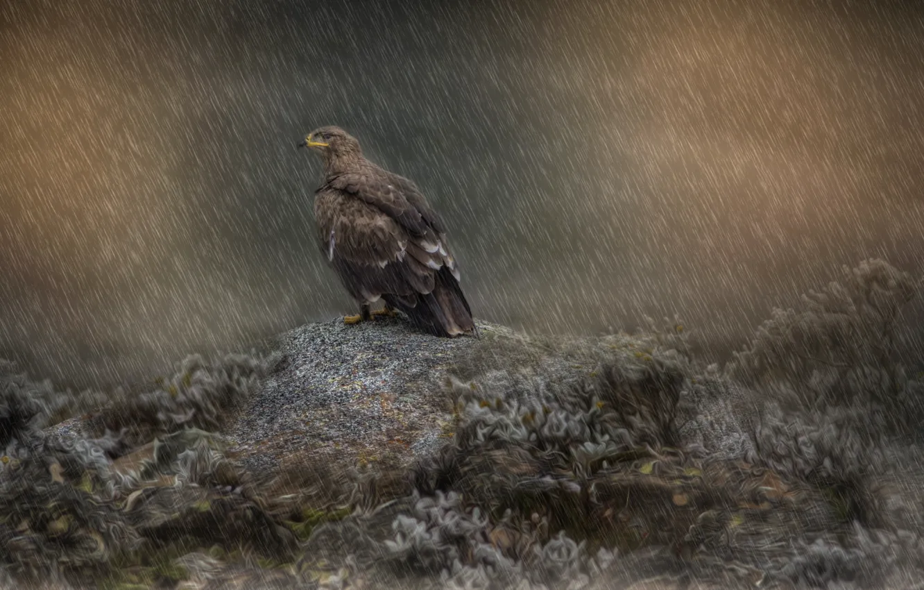 Photo wallpaper rain, bird, predator, eagle