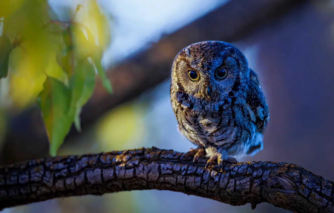 Photo wallpaper look, leaves, light, branches, nature, owl, bird, bokeh