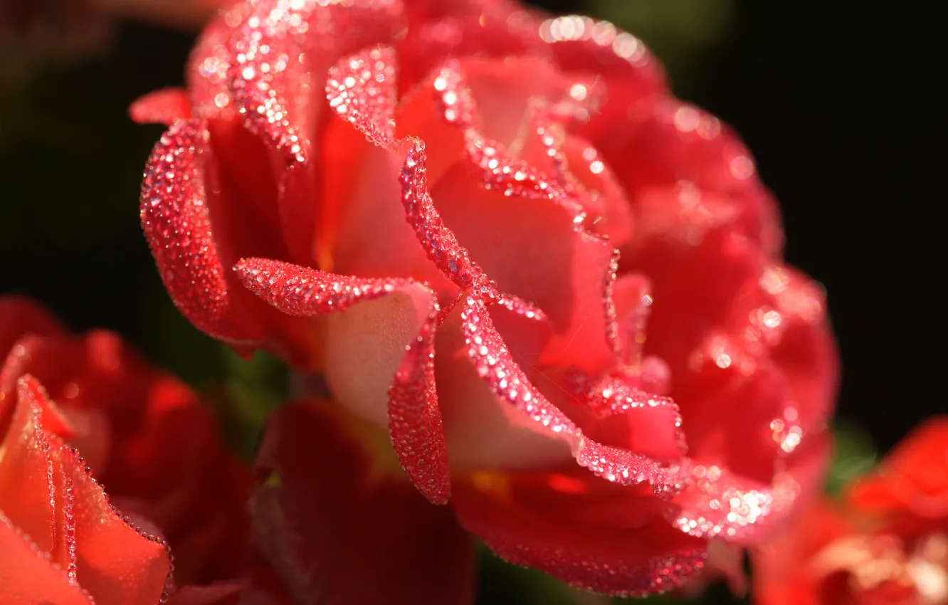 Photo wallpaper leaves, roses, petals, rose, buds, flowering, leaves, petals