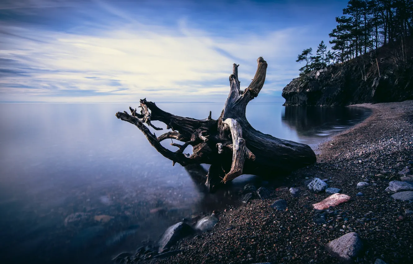 Photo wallpaper sea, coast, snag, Sweden, Easter Gotland, Stava