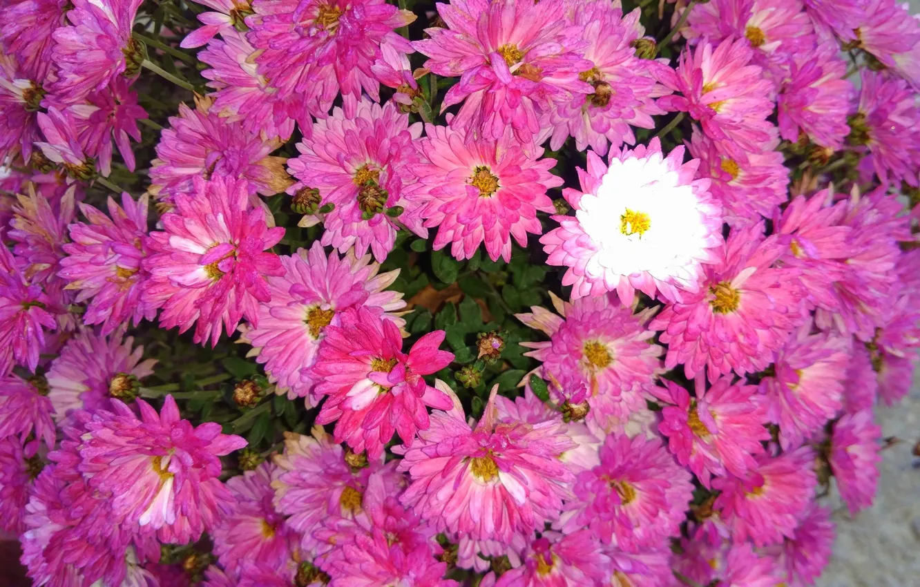 Photo wallpaper autumn, flowers, chrysanthemum, Meduzanol ©
