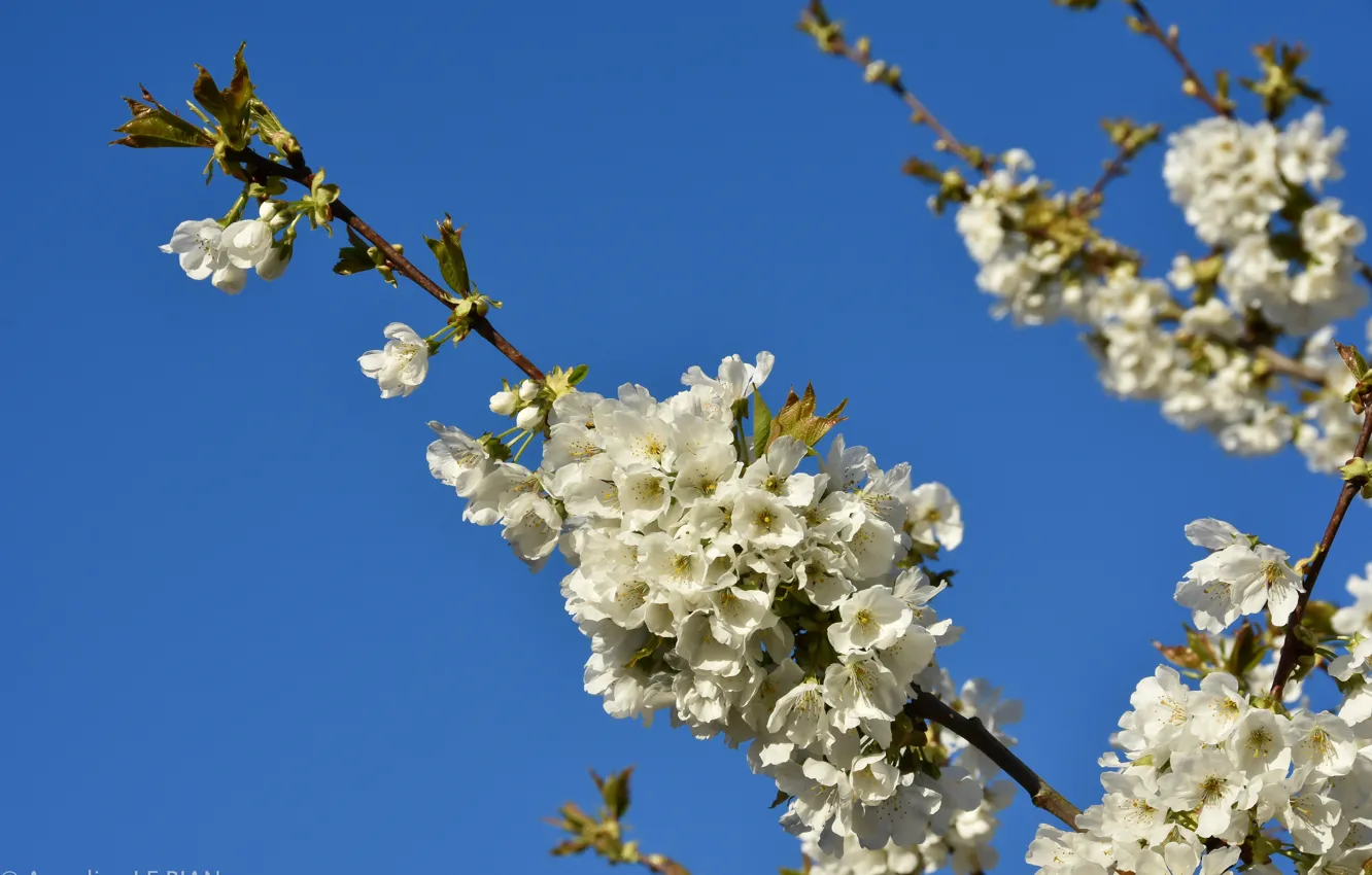Photo wallpaper the sky, flowers, branches, spring, plum
