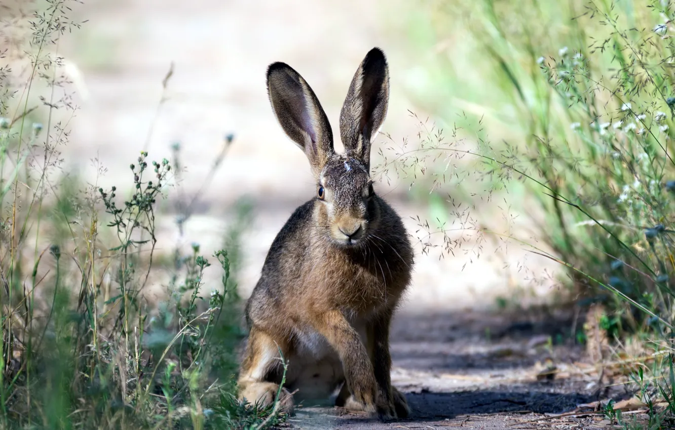 Photo wallpaper summer, nature, hare