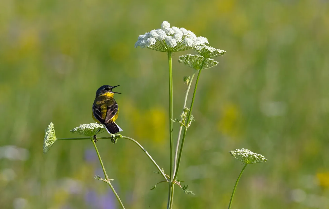 Photo wallpaper blurred background, yellow Wagtail, Dmitry Chudinin
