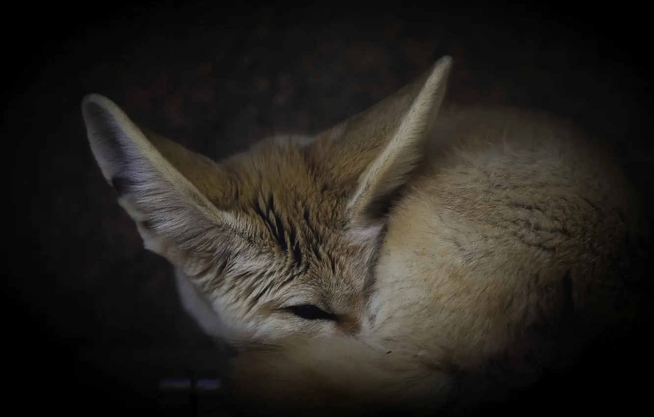 Photo wallpaper sleep, Fox, fur