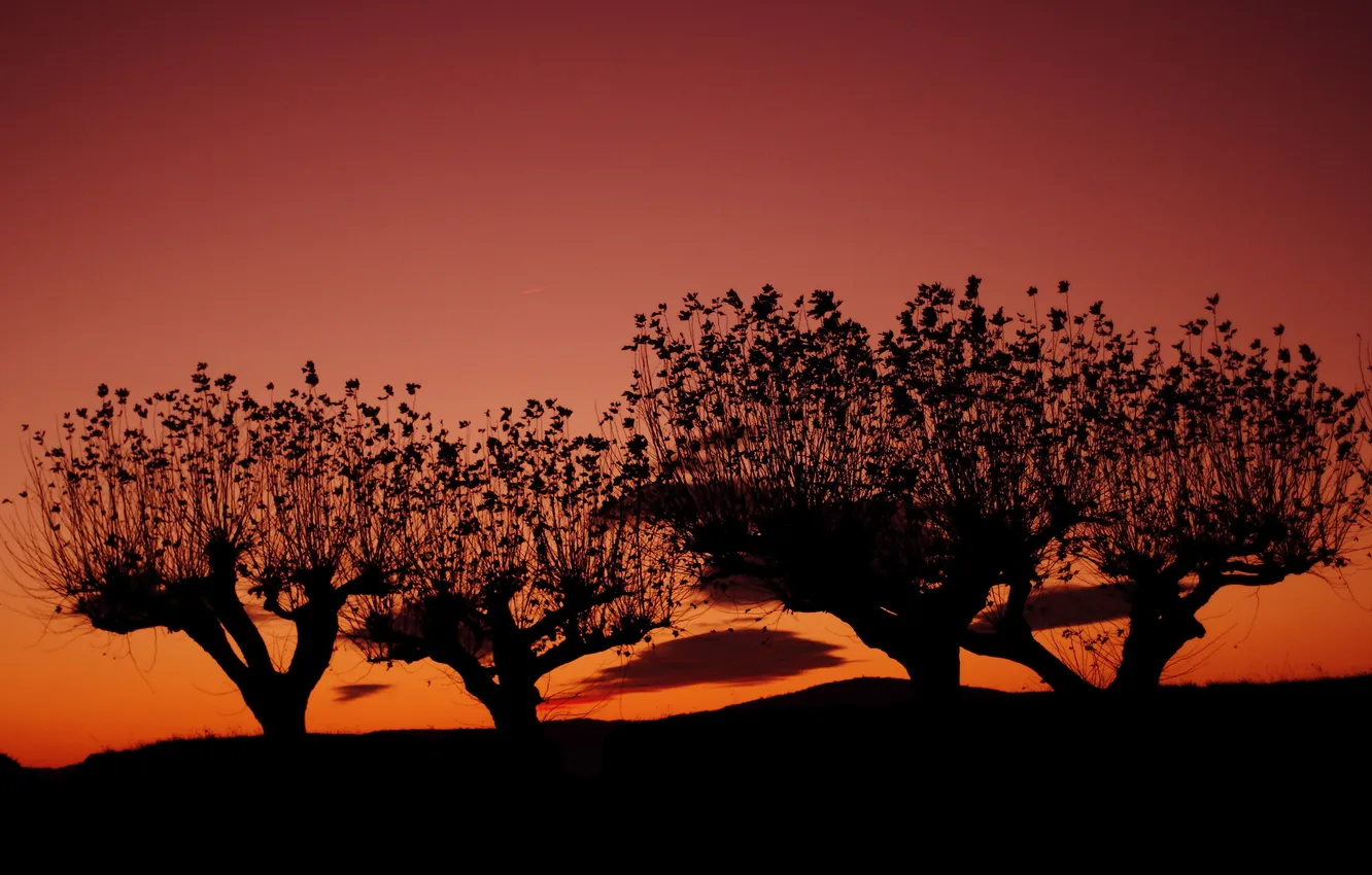 Photo wallpaper the sky, trees, night