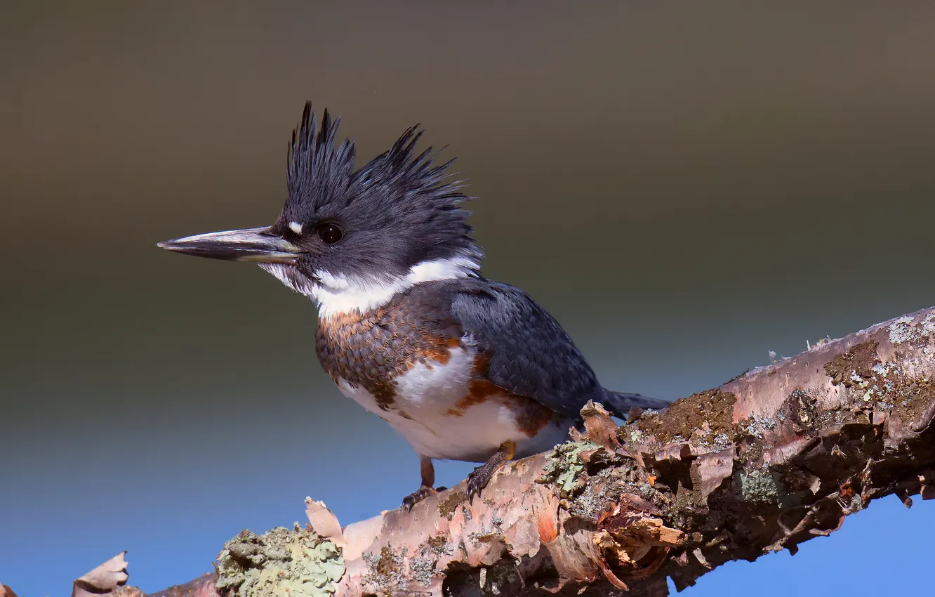 Photo wallpaper background, bird, branch, Megaceryle alcyon, peg belted Kingfisher